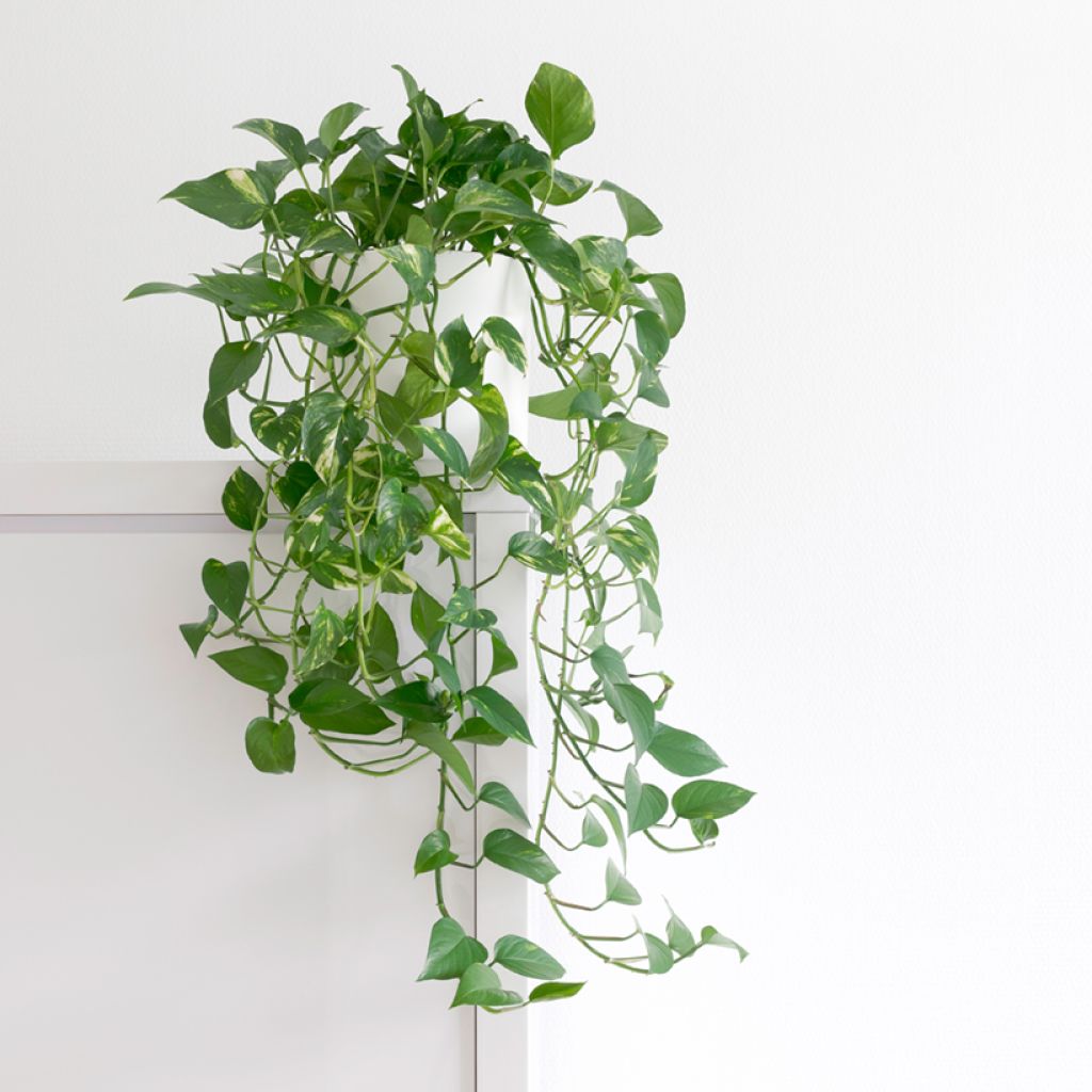 Efeutute - Epipremnum aureum