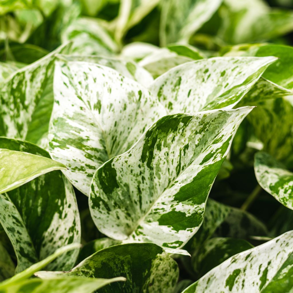 Efeutute - Epipremnum aureum Marble Queen