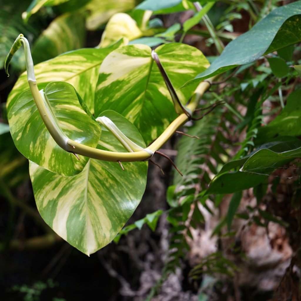 Efeutute - Epipremnum aureum Marble Queen