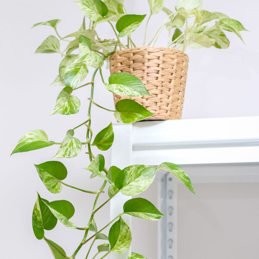 Efeutute - Epipremnum aureum Marble Queen