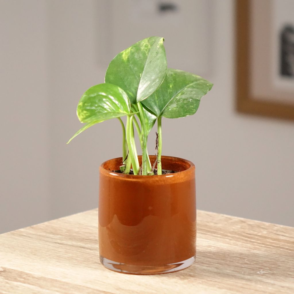Efeutute - Epipremnum aureum