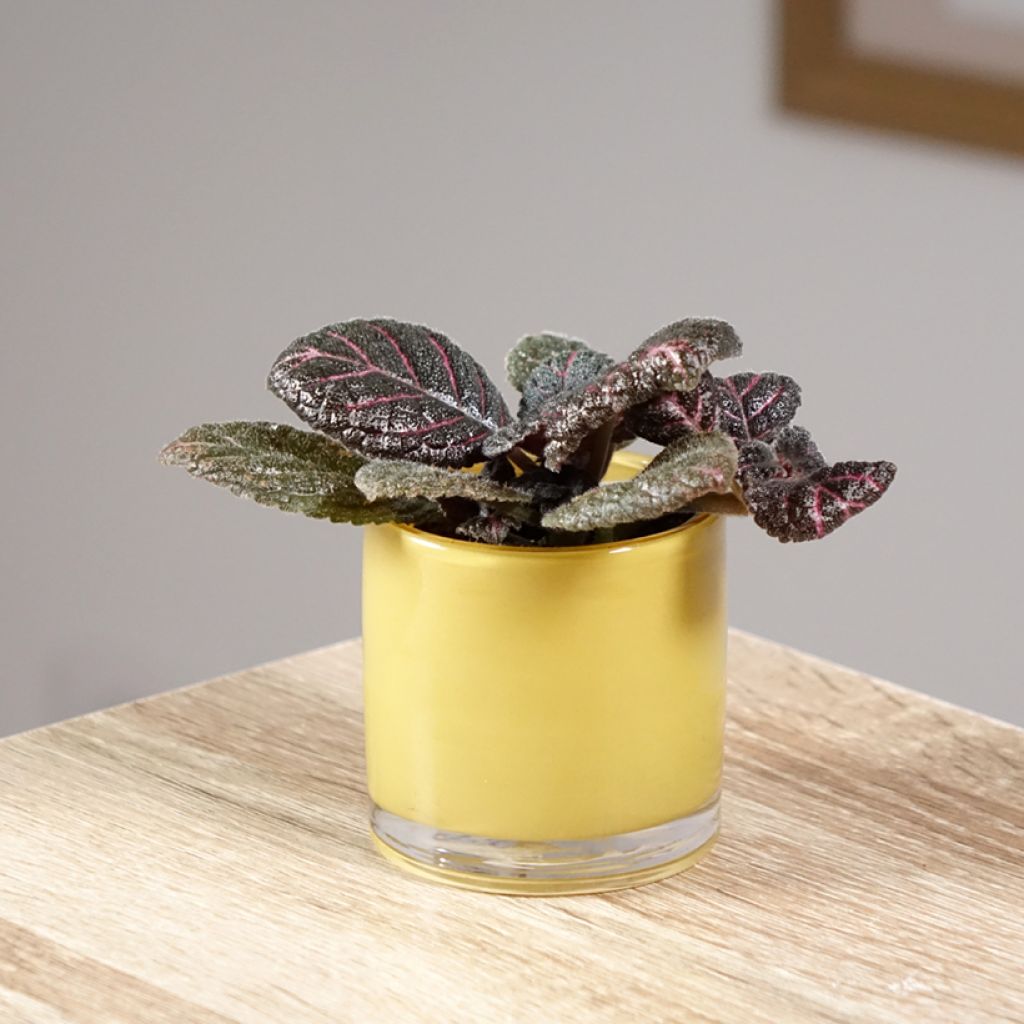Episcia Pink Acajou