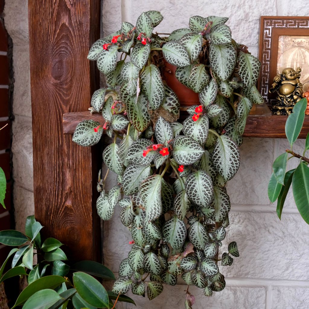 Episcia Silver Shield