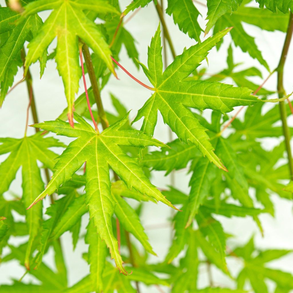 Fächerahorn Cascade Citrine - Acer palmatum