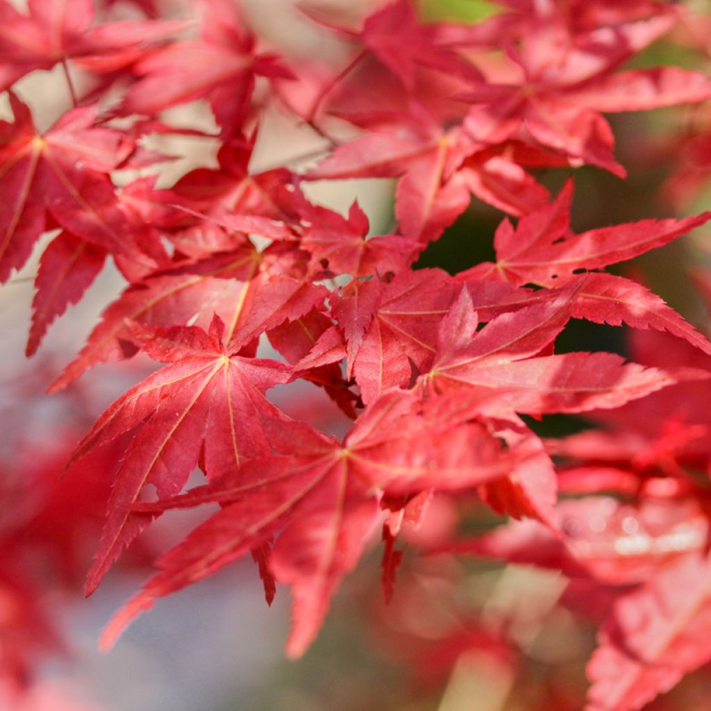 Fächerahorn Shaina - Acer palmatum