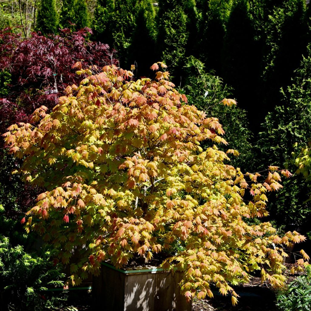 Japanischer Ahorn Moonrise - Acer shirasawanum