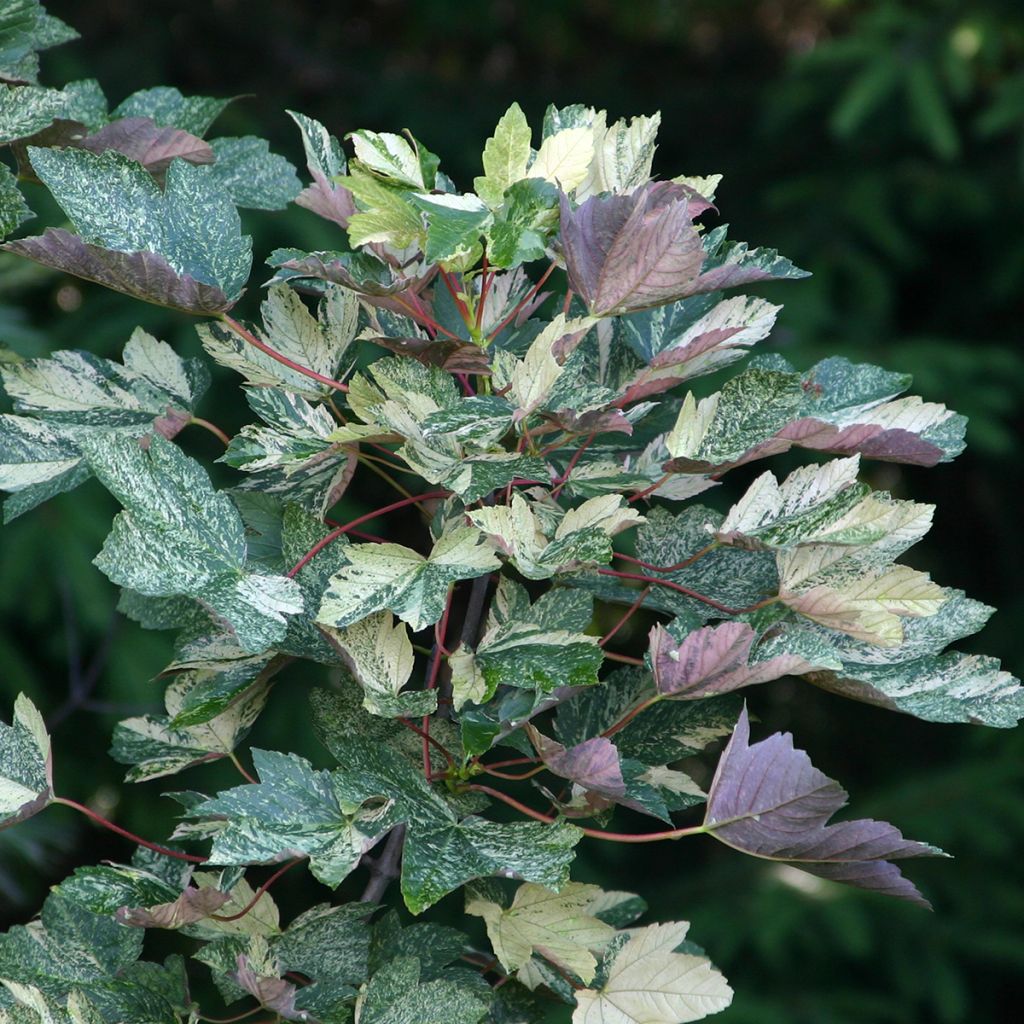 Berg-Ahorn Foliis Atropurpureis Argenteo - Acer pseudoplatanus