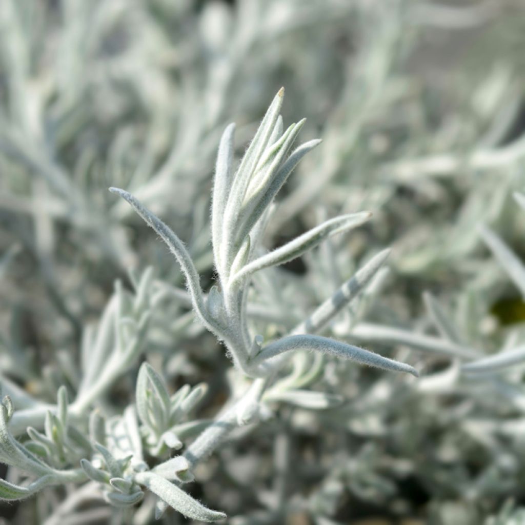 Eremophila Beryl's Blue - Eremophile