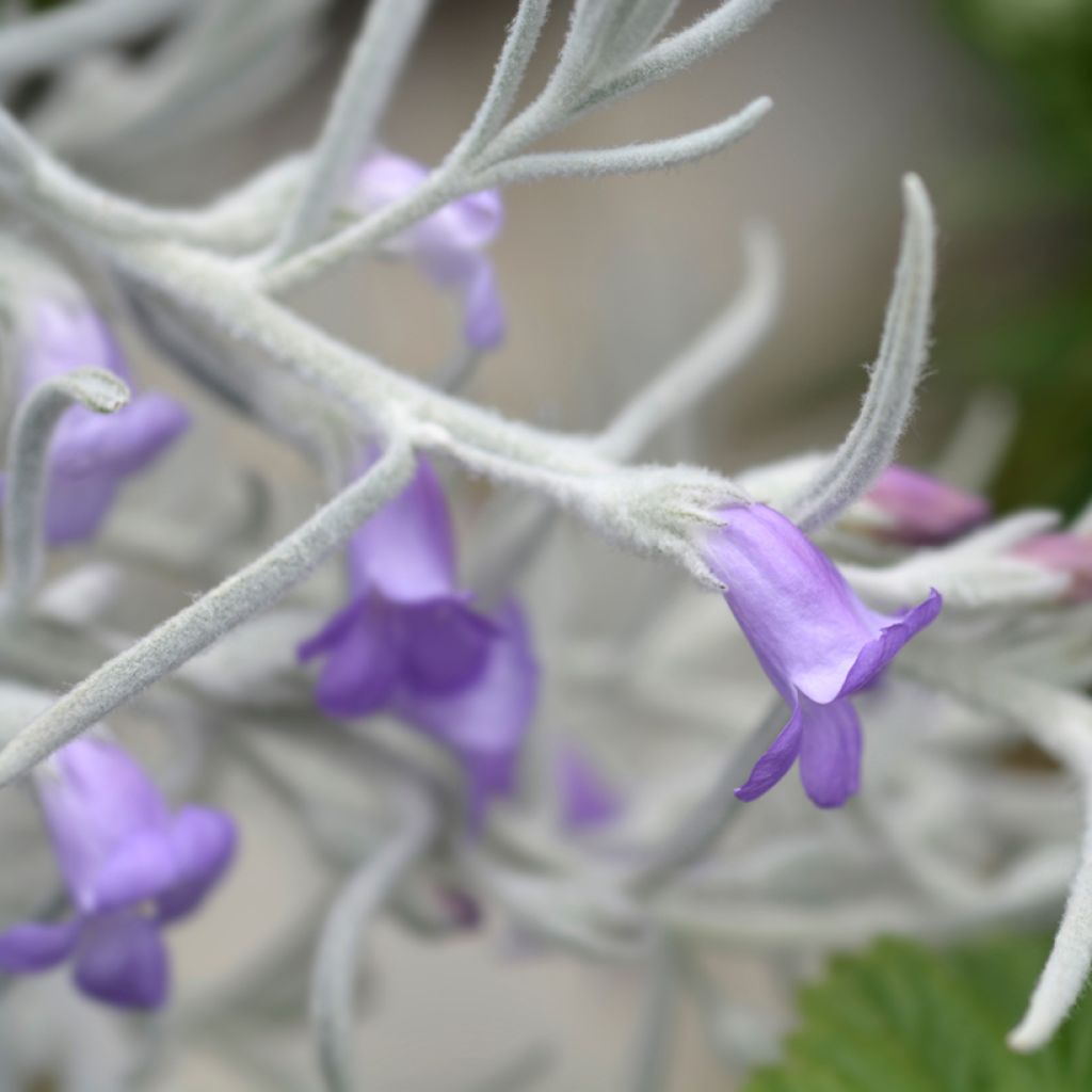 Eremophila Beryl's Blue - Eremophile