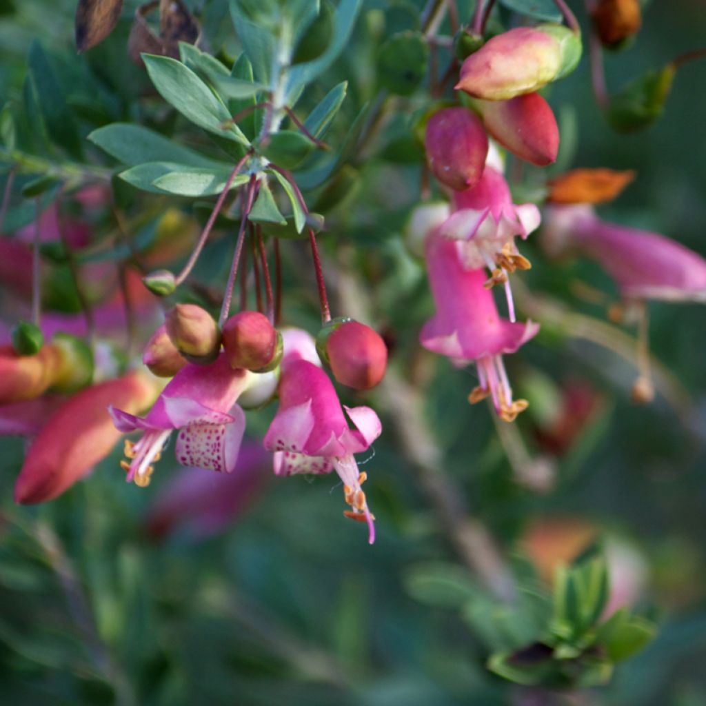 Eremophila maculata - Emustrauch