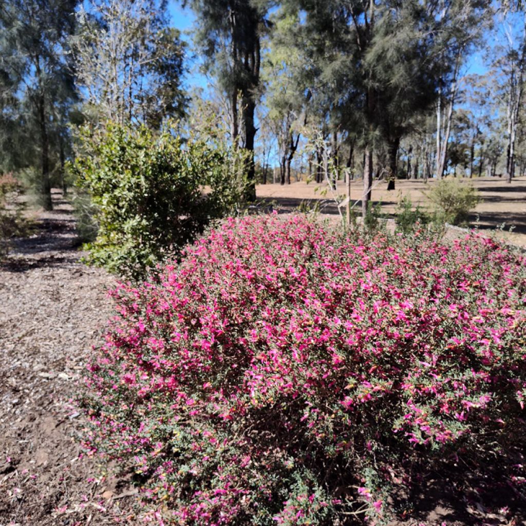 Eremophila maculata - Emustrauch