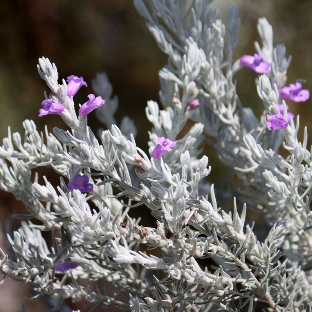 Eremophila nivea - Emustrauch