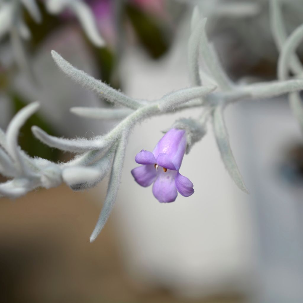 Eremophila nivea - Emustrauch