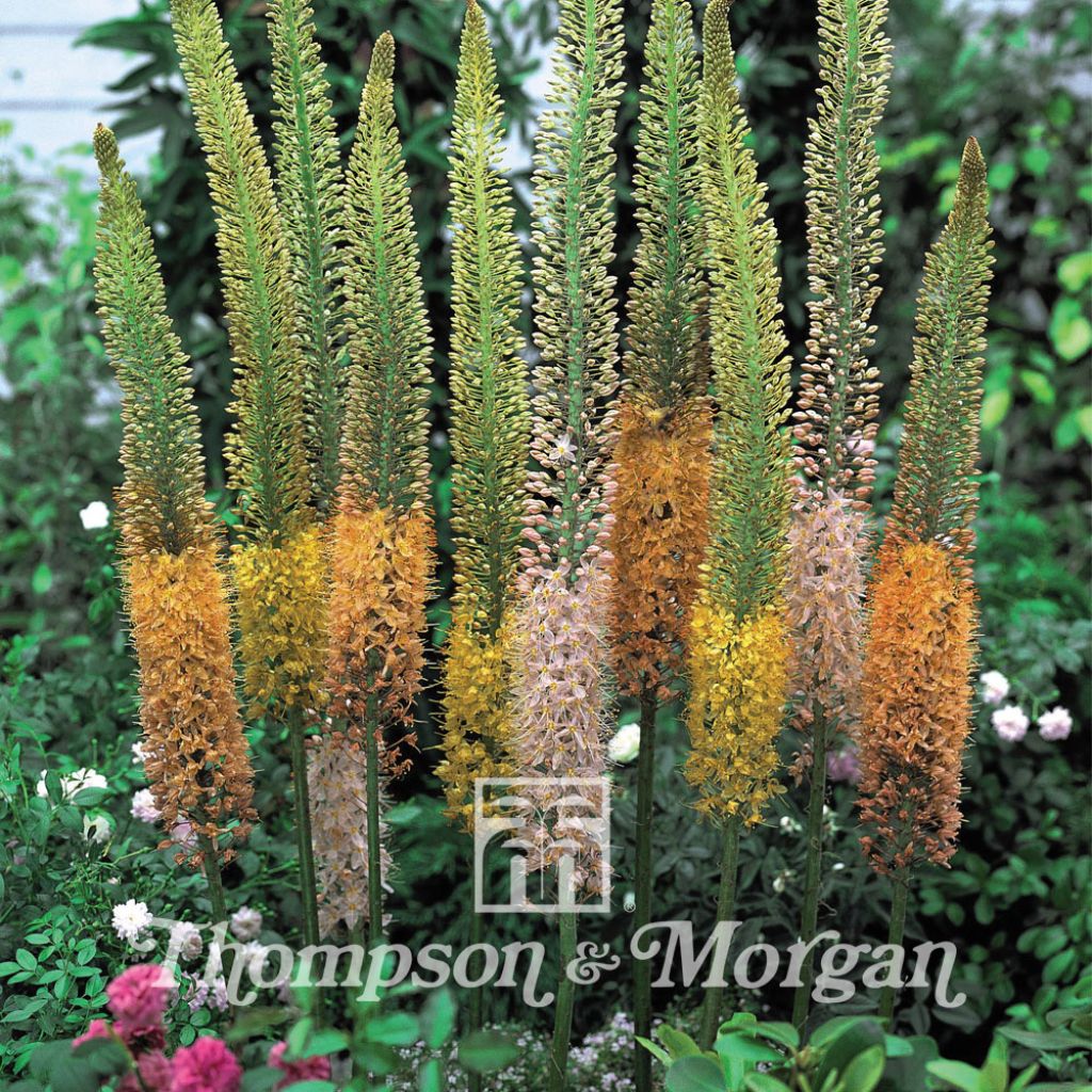 Eremurus stenophyllus Cathedral Mixed (Samen) - Steppenkerze