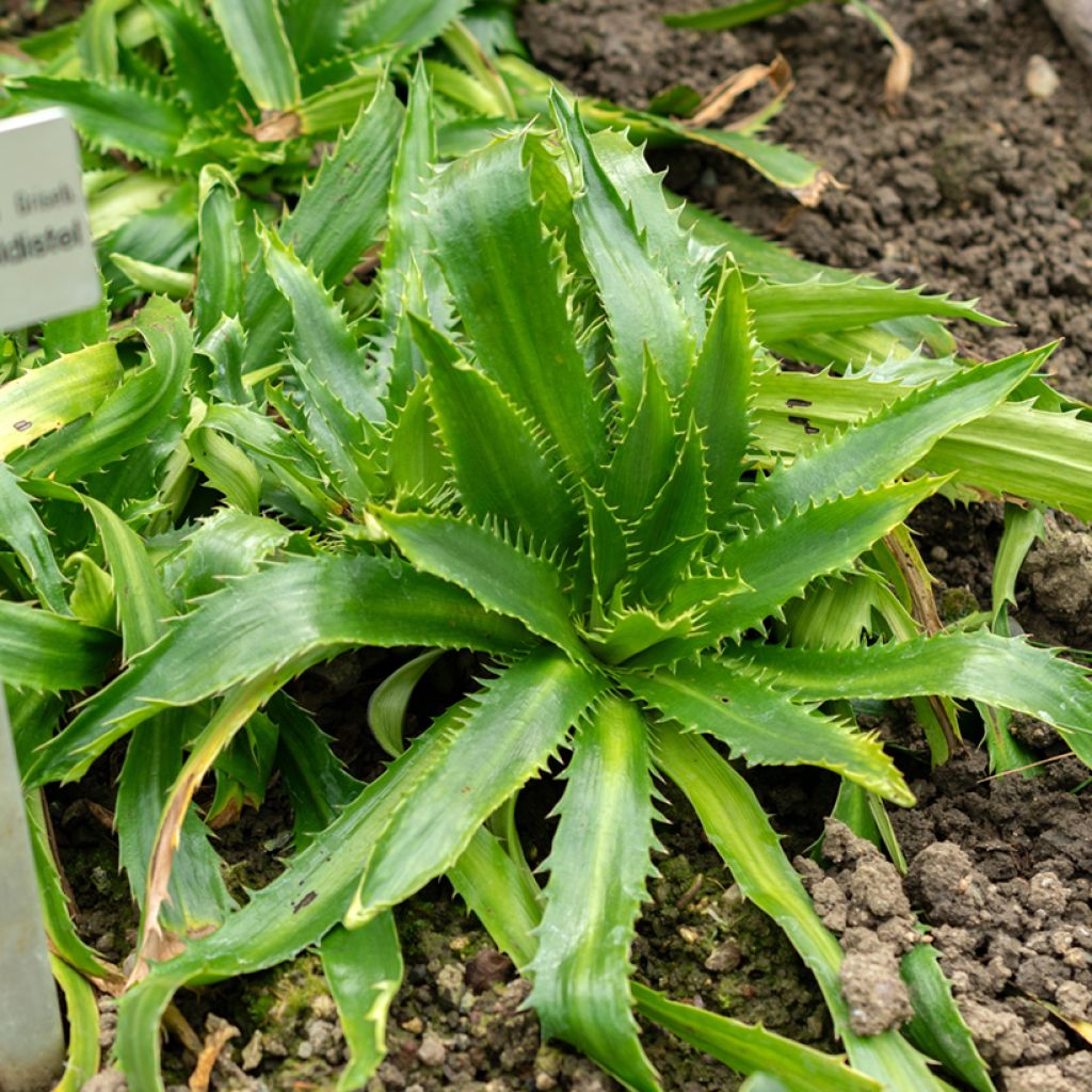 Eryngium agavifolium - Agavenblättrige Mannstreu