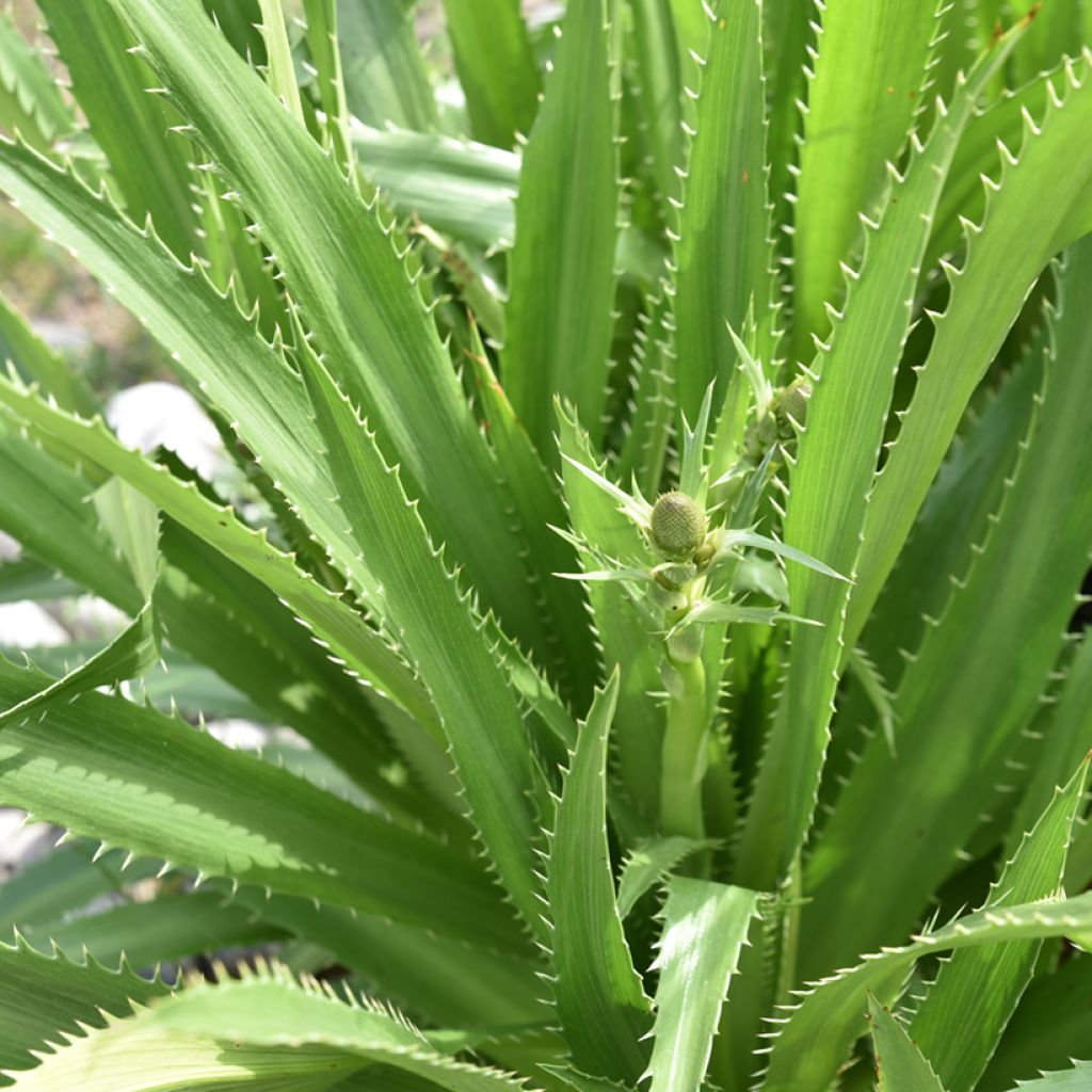 Eryngium agavifolium - Agavenblättrige Mannstreu