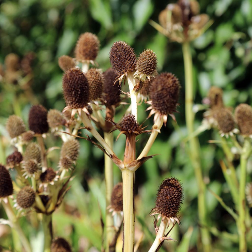 Eryngium agavifolium - Agavenblättrige Mannstreu