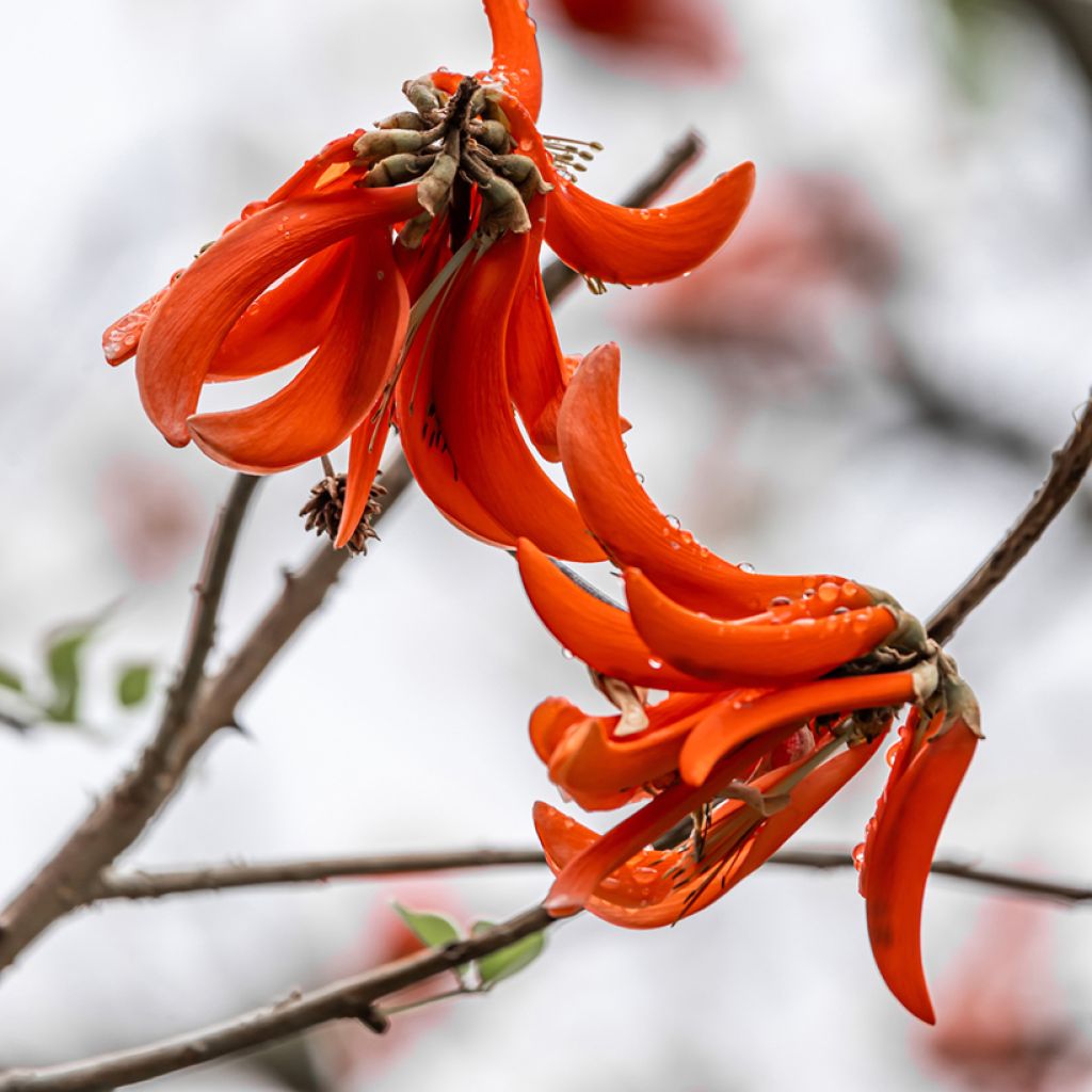 Erythrina caffra - Korallenstrauch