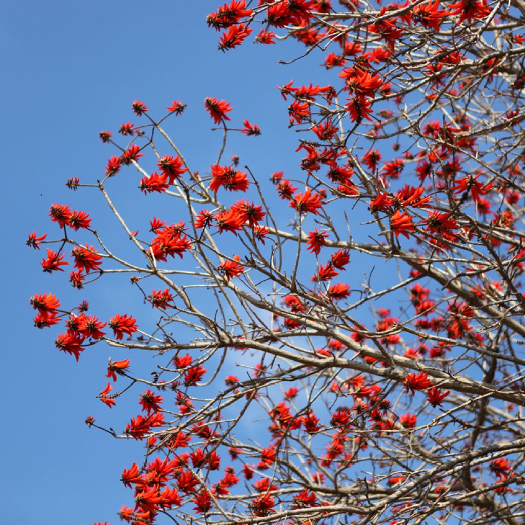 Erythrina caffra - Korallenstrauch