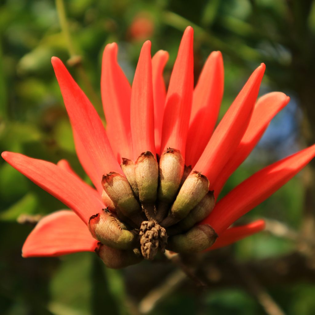 Erythrina caffra - Korallenstrauch