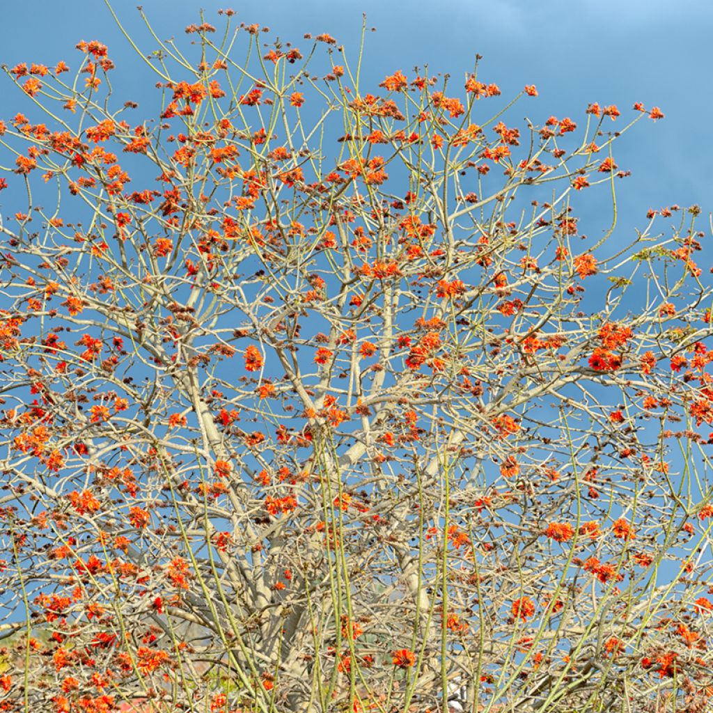 Erythrina caffra - Korallenstrauch