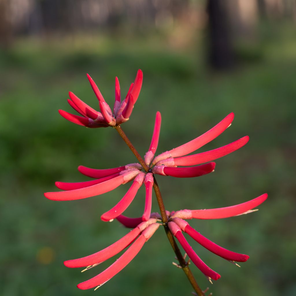 Erythrina Amélie Jeckert - Korallenstrauch