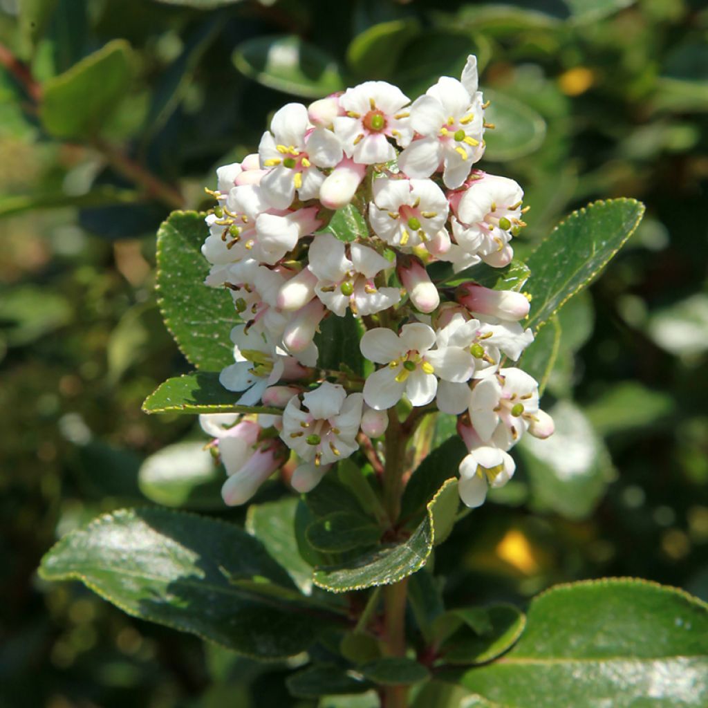 Escallonia Iveyi - Andenstrauch