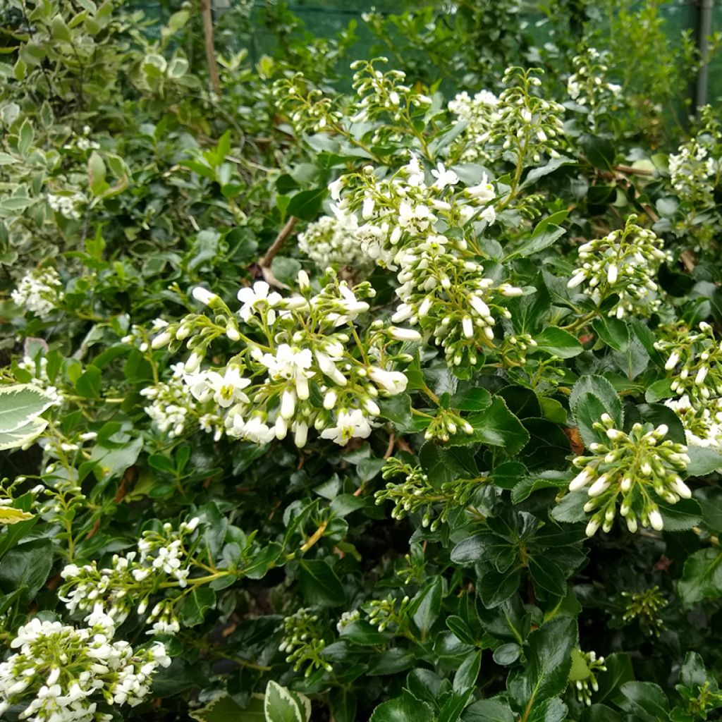 Escallonia Iveyi - Andenstrauch