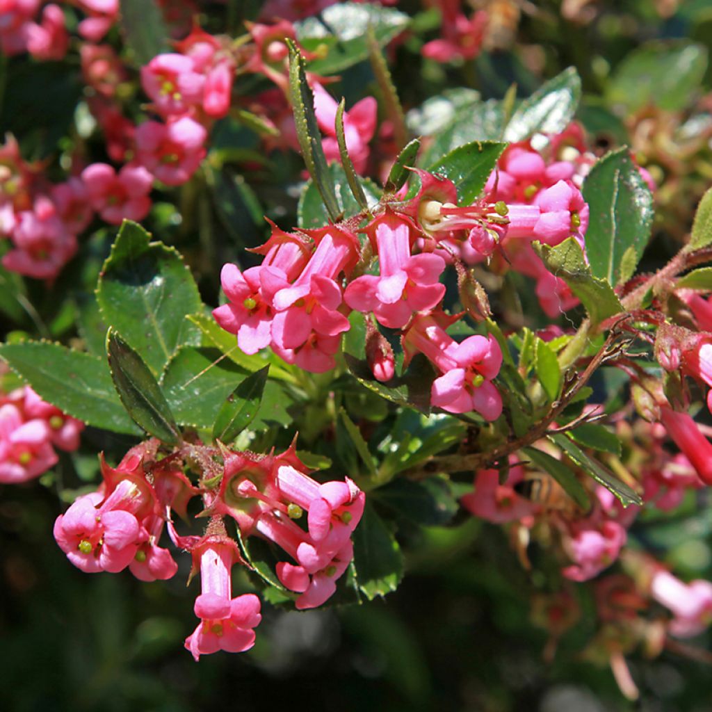 Escallonia Pride of Donard - Andenstrauch