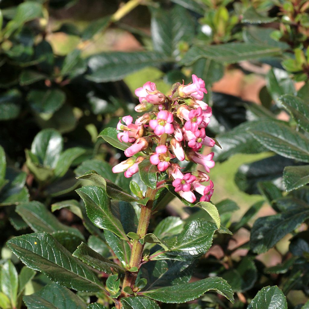 Escallonia rubra var. macrantha - Andenstrauch