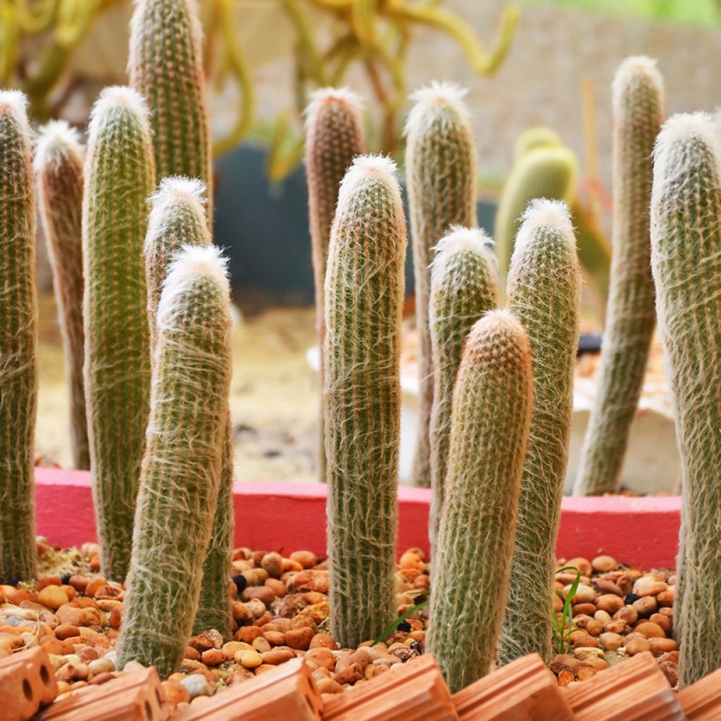 Kaktus - Espostoa churinensis