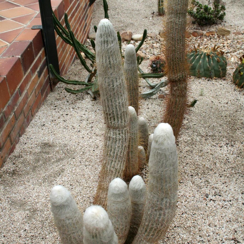 Kaktus - Espostoa churinensis