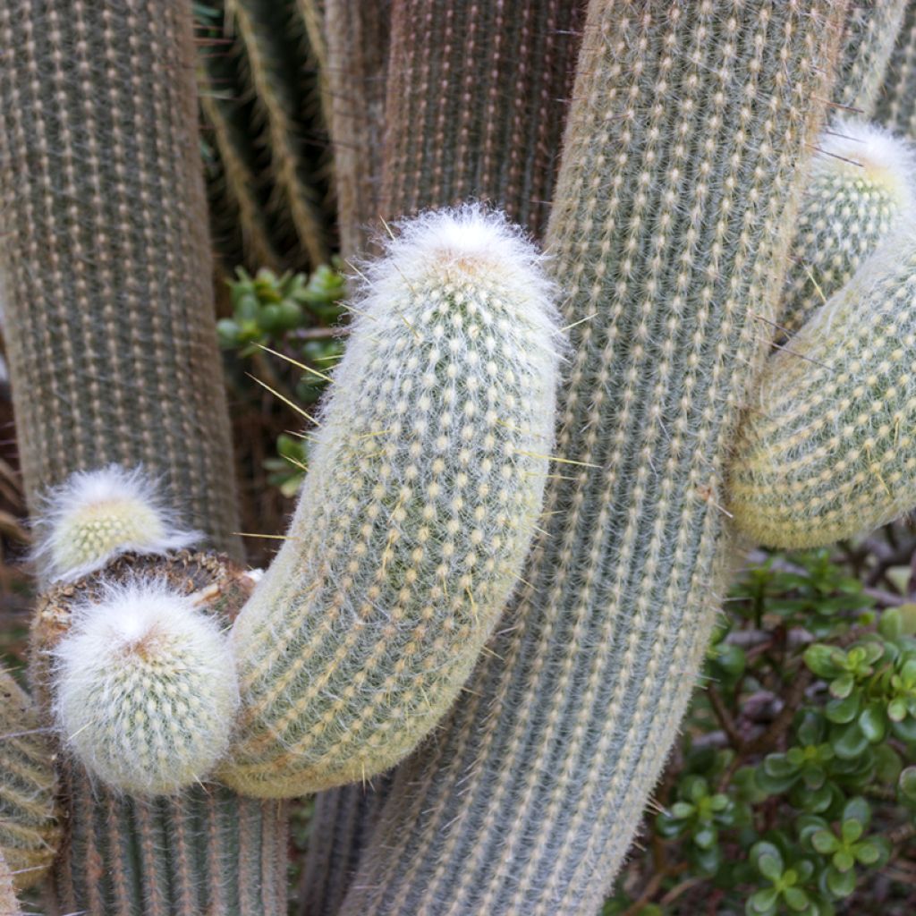 Kaktus - Espostoa lanata