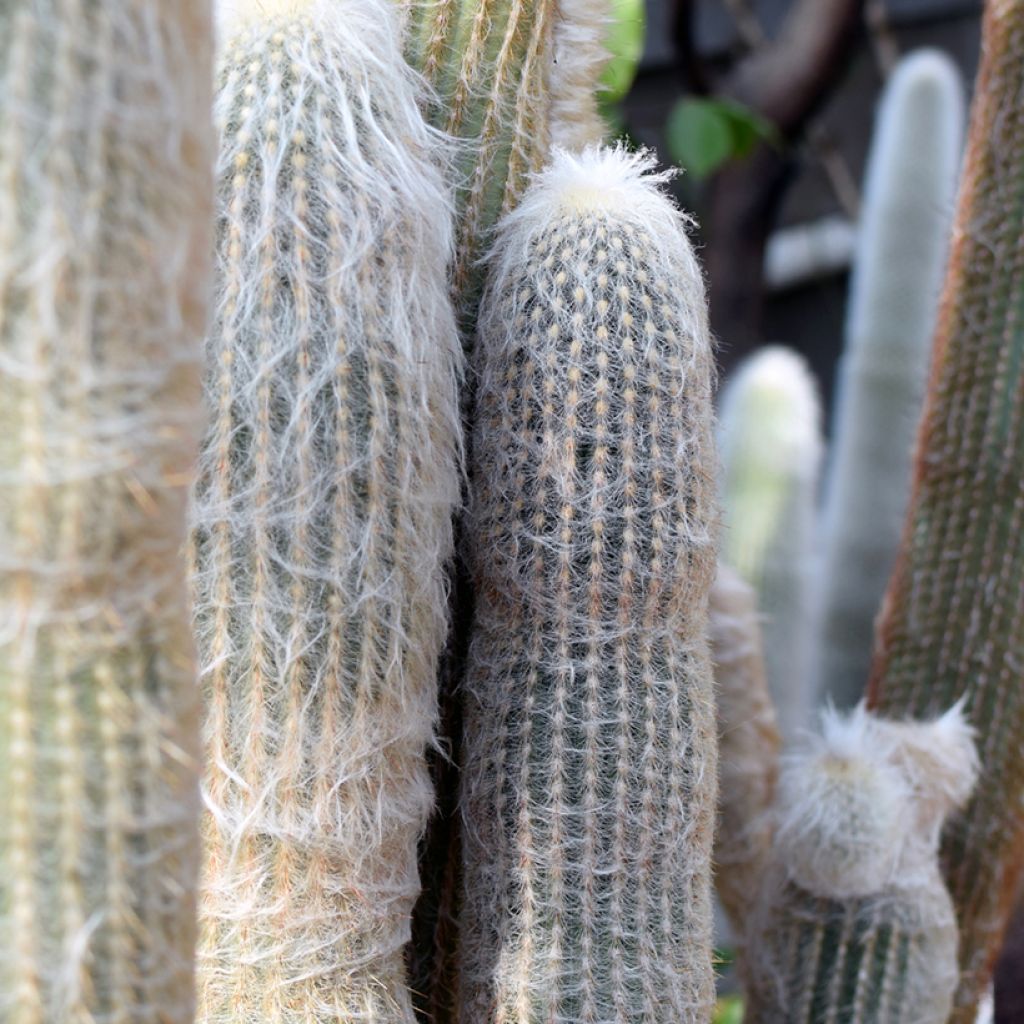 Kaktus - Espostoa lanata