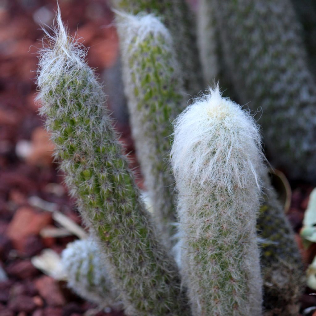 Kaktus - Espostoa lanata