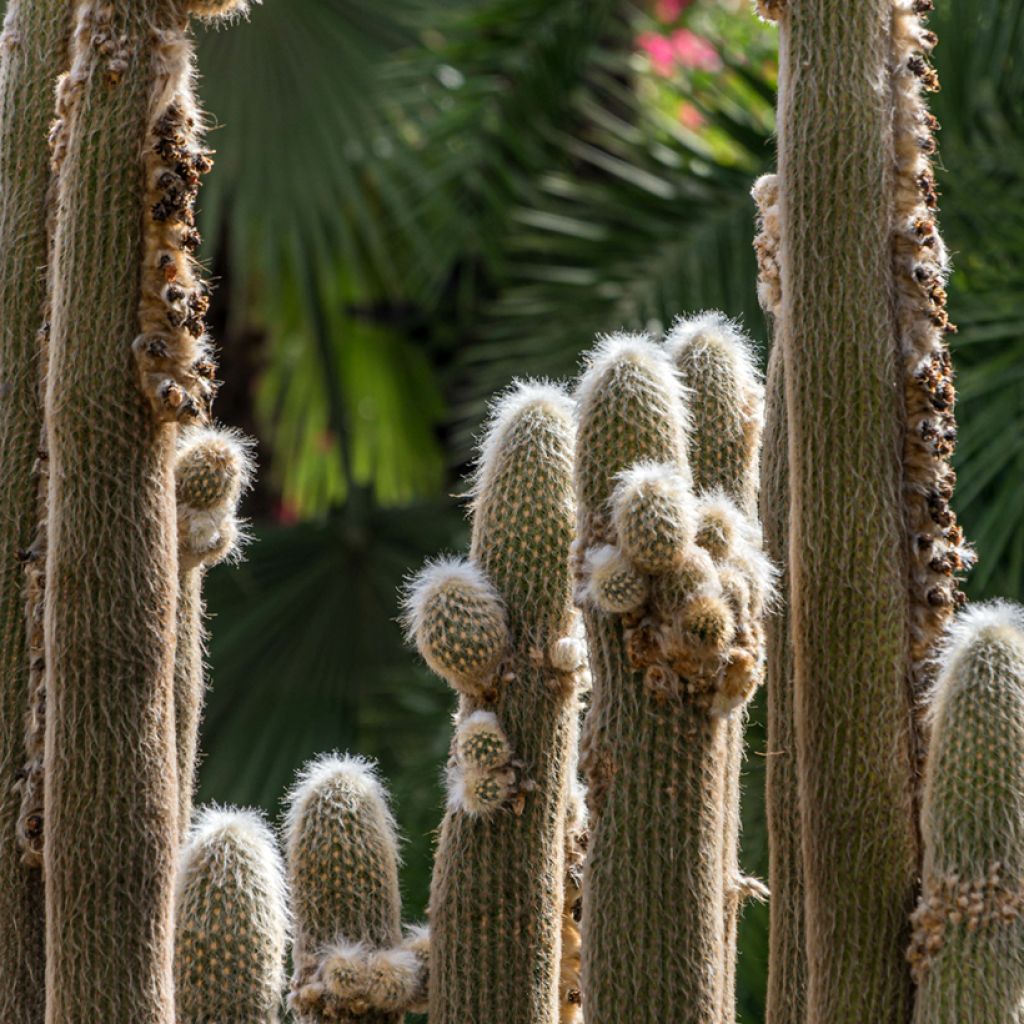 Kaktus - Espostoa lanata