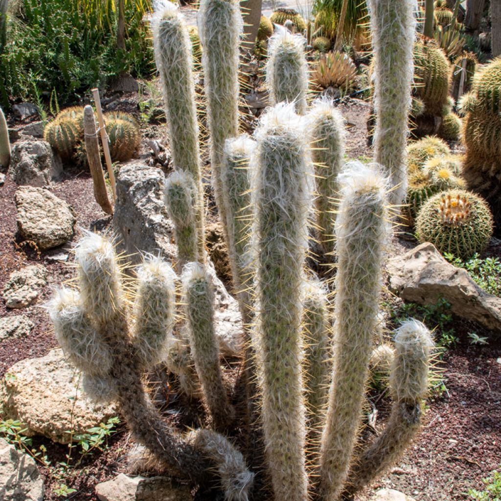 Kaktus - Espostoa lanata