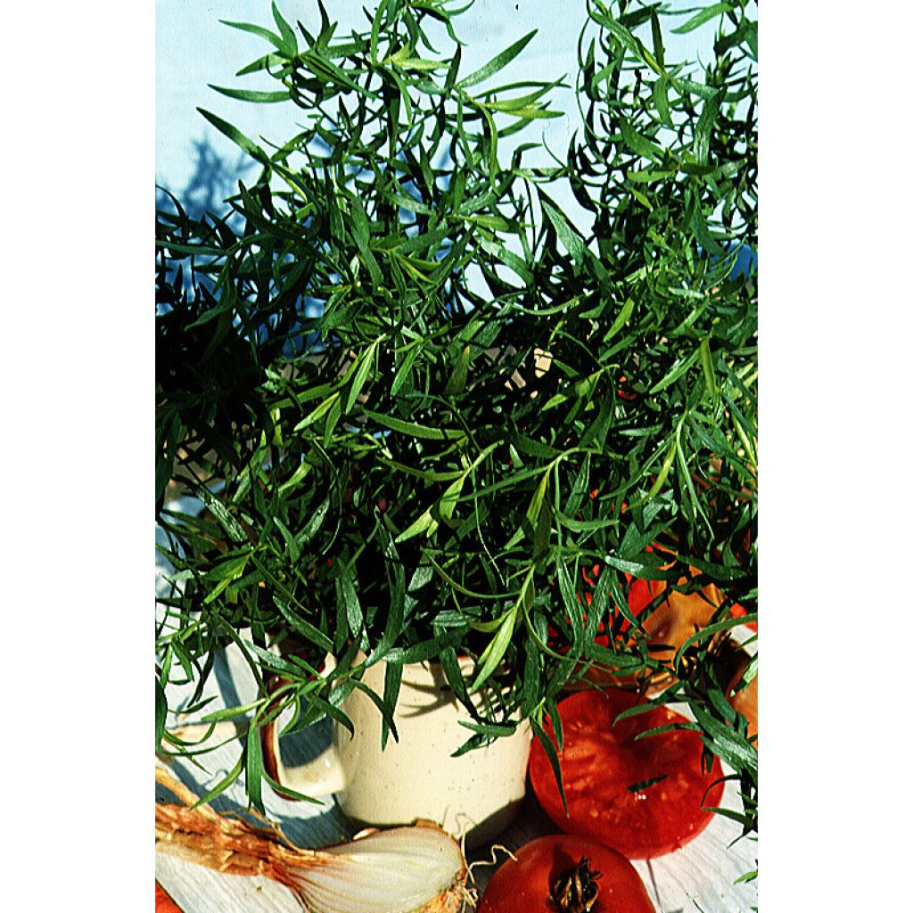 Estragon - Artemisia redowski - dracunculoïdes