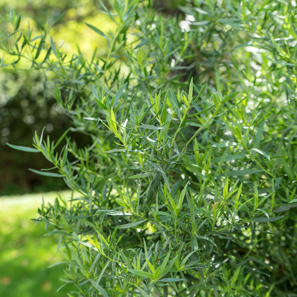 Estragon - Artemisia redowski - dracunculoïdes
