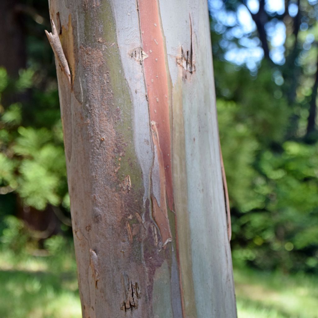 Eucalyptus glaucescens Tinderry