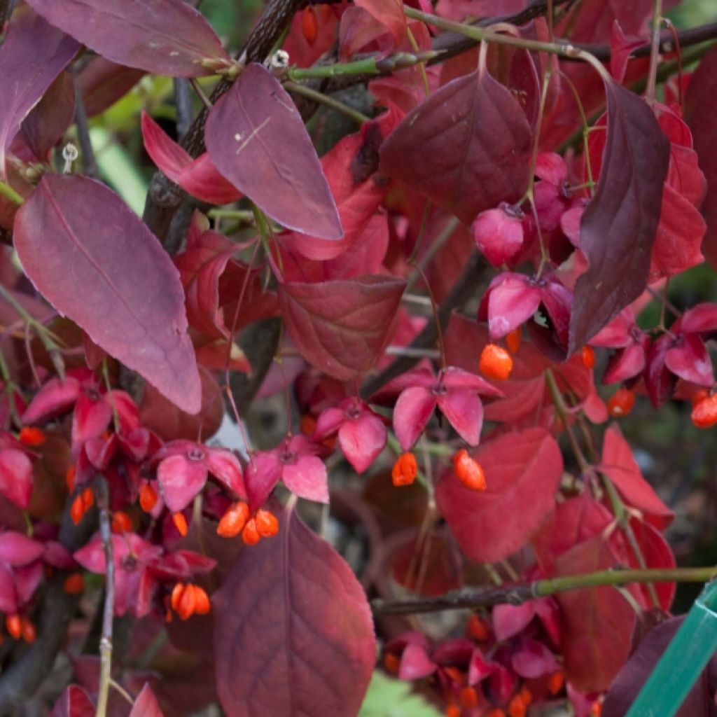 Euonymus planipes - Pfaffenhütchen