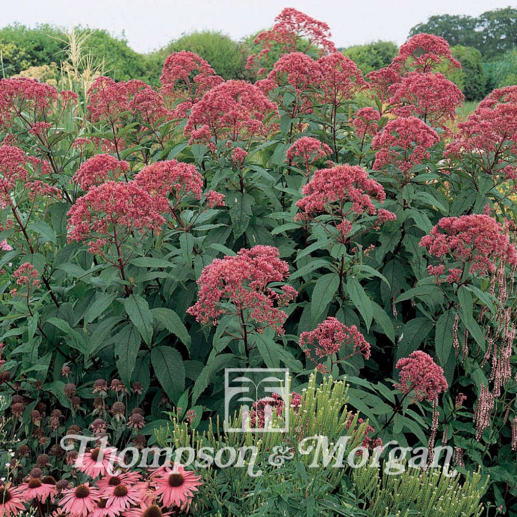 Gefleckter Wasserdost Atropurpureum (Samen) - Eupatorium maculatum