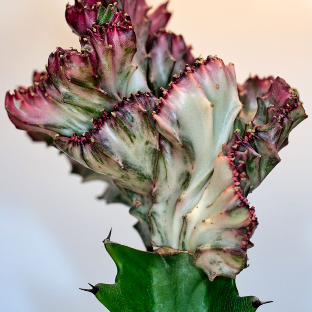 Euphorbia lactea Cristata - Korallen-Wolfsmilch