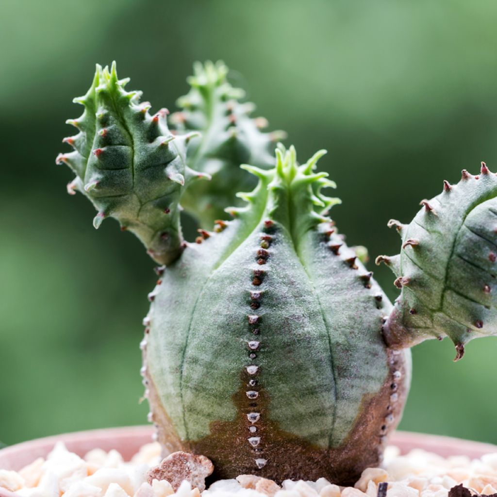 Euphorbia meloformis