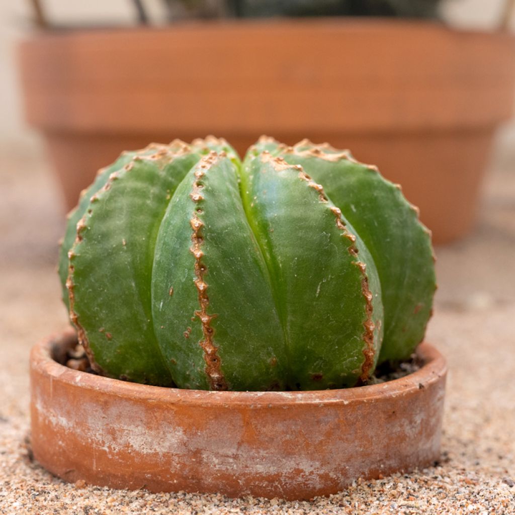 Euphorbia meloformis