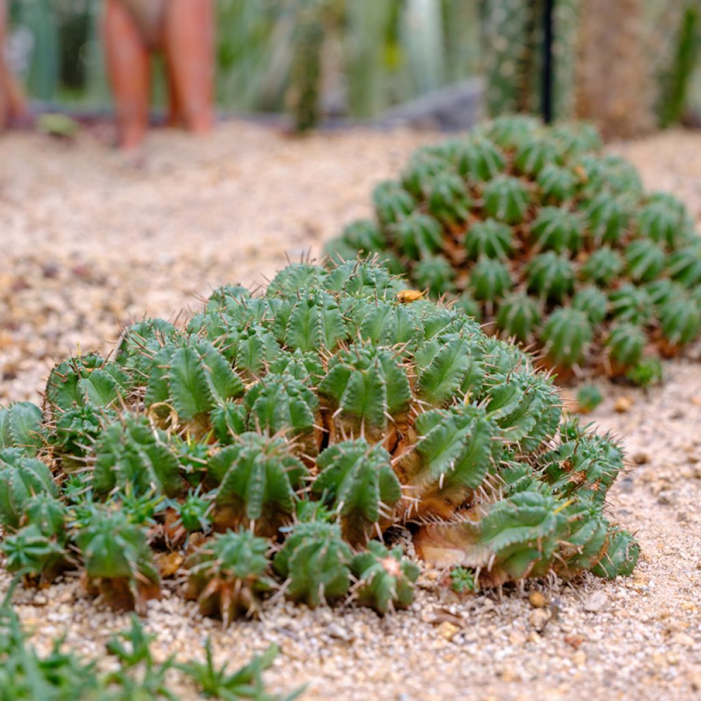 Euphorbia meloformis
