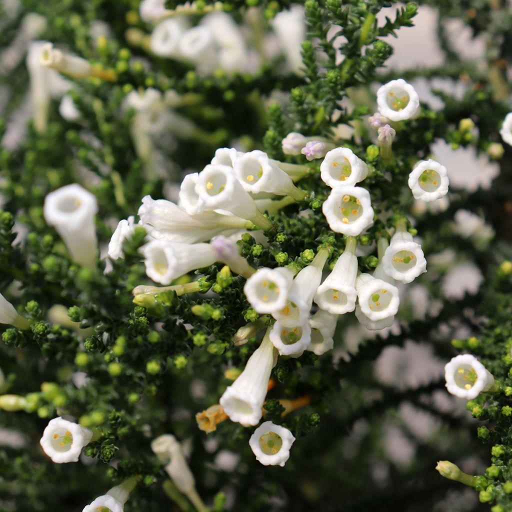 Fabiana imbricata Alba - Fabianakraut