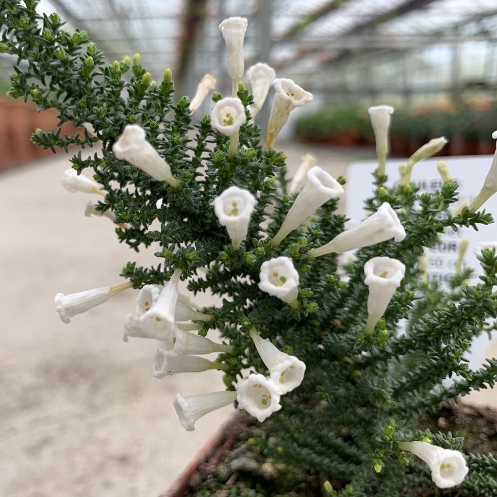 Fabiana imbricata Alba - Fabianakraut