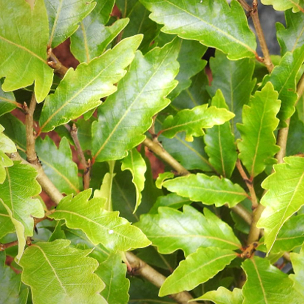 Rotbuche Sandrode - Fagus sylvatica