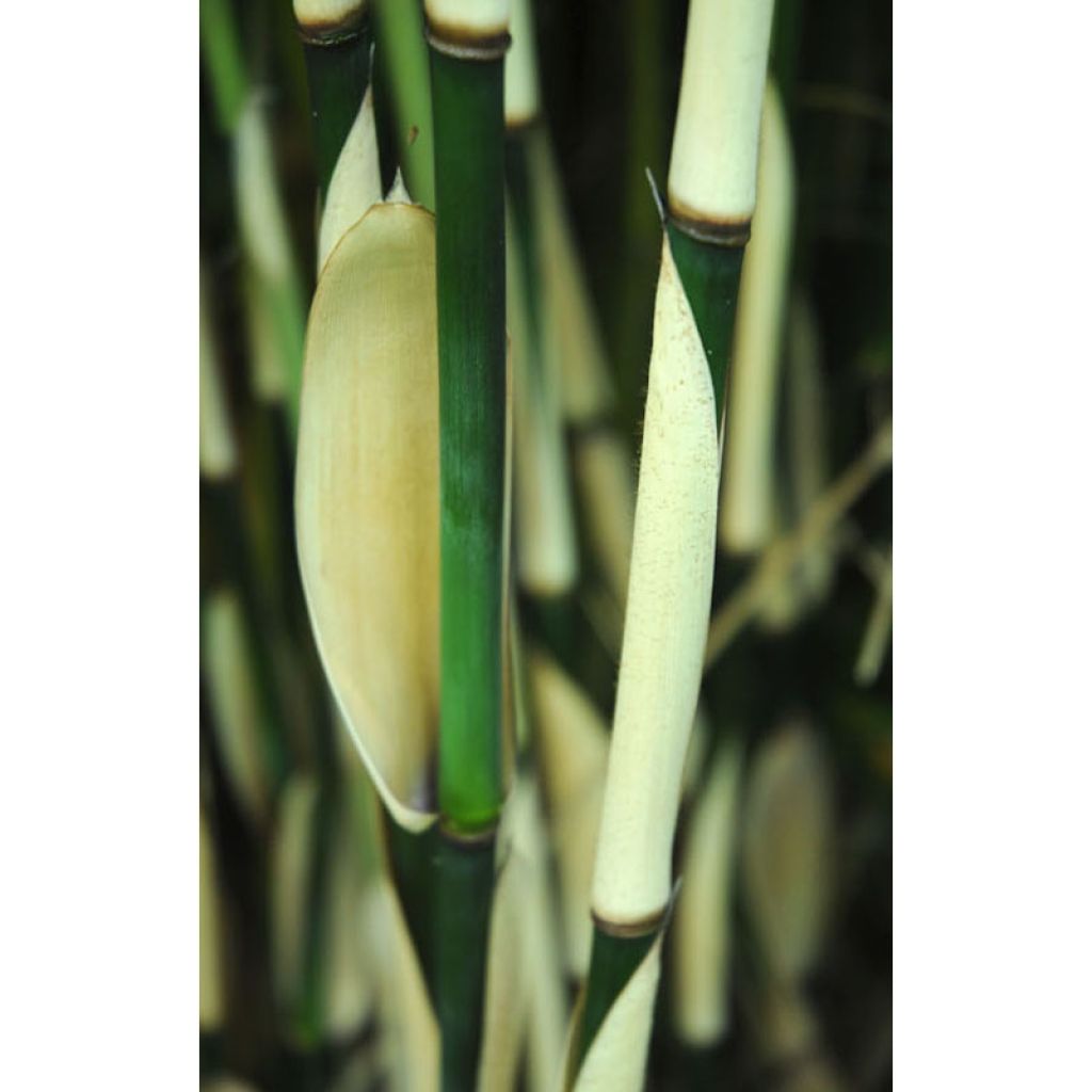 Fargesia robusta Pingwu - Bambus